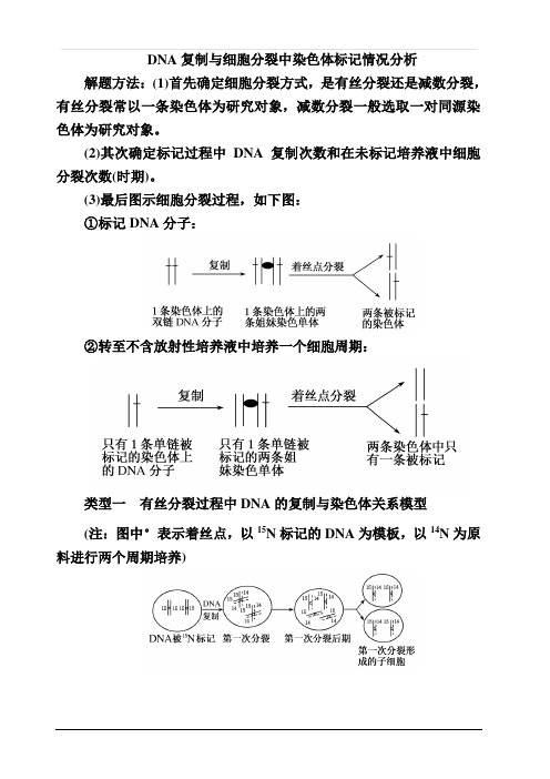 2020高考生物人教版一轮复习讲义：第六单元核心素养微专题6-2DNA复制与细胞分裂中染色体标记情况分析含答案