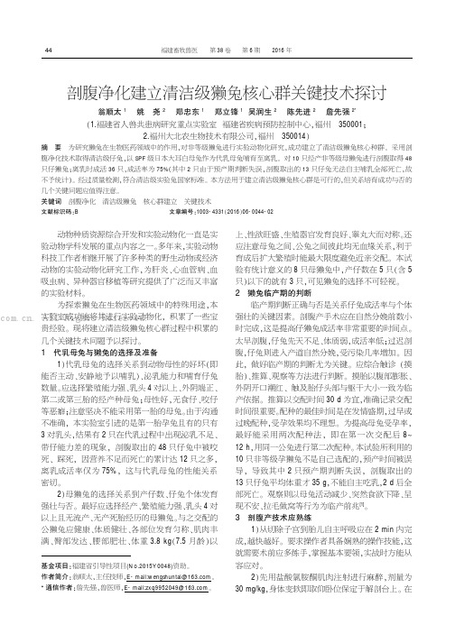 剖腹净化建立清洁级獭兔核心群关键技术探讨