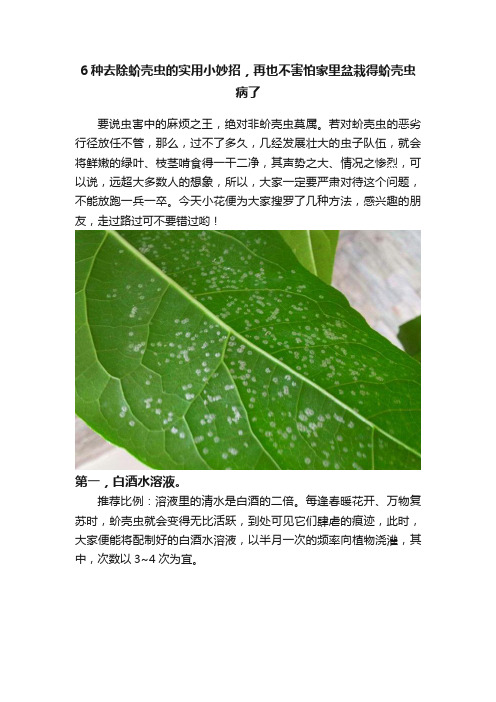 6种去除蚧壳虫的实用小妙招，再也不害怕家里盆栽得蚧壳虫病了