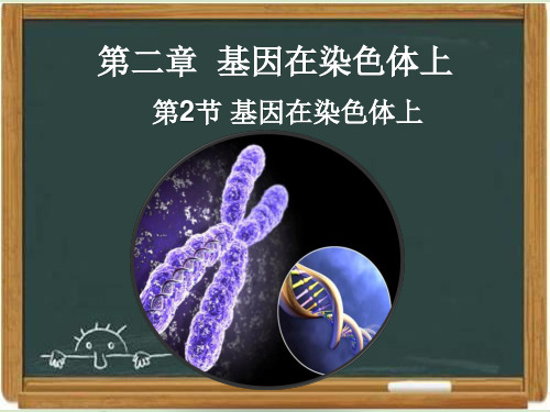 人教版高中生物必修二《基因在染色体上》课件(1)