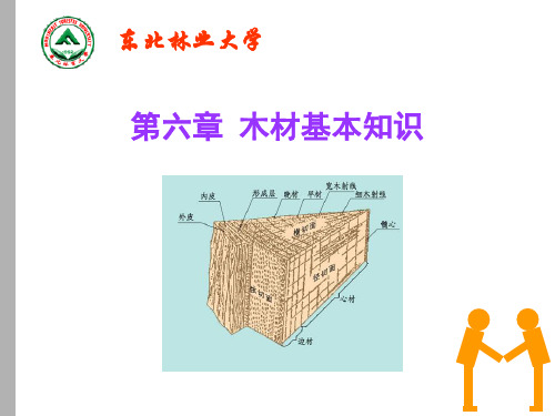 木材基本知识——木材构造(精)