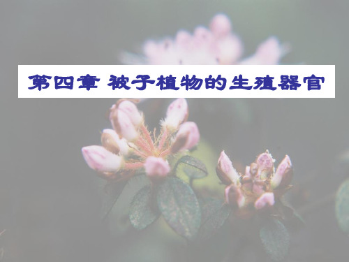 被子植物生殖器官-雌蕊和雄蕊