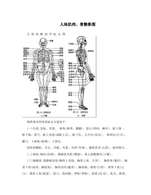 人体肌肉、骨骼彩图