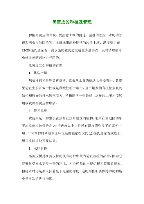 黑黄皮的种植及管理