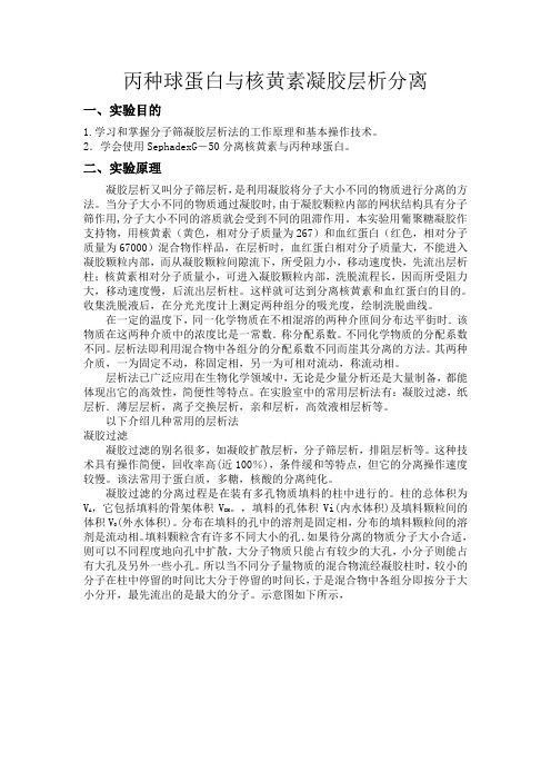 柱层析分离丙球蛋白与核黄素