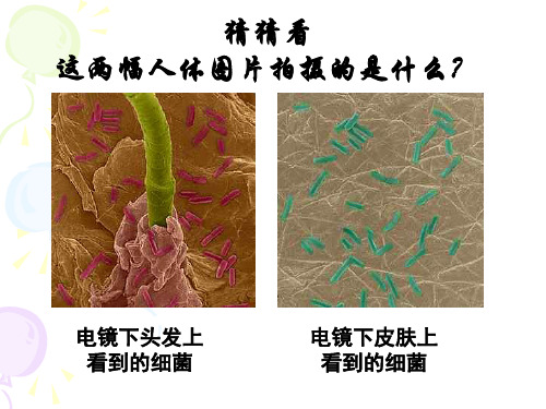 生命科学--细菌和病毒-PPT课件