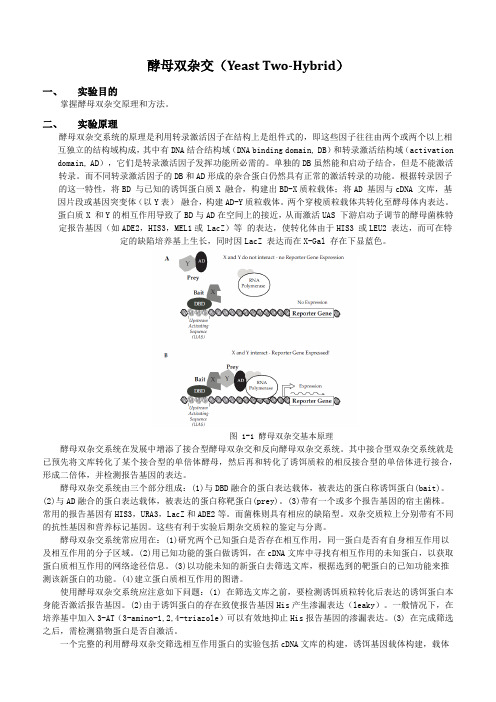 酵母双杂交实验 教案