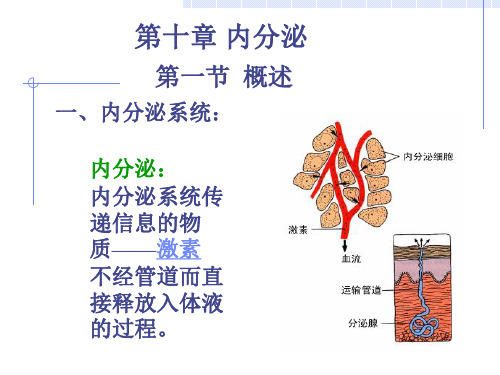 生理学内分泌