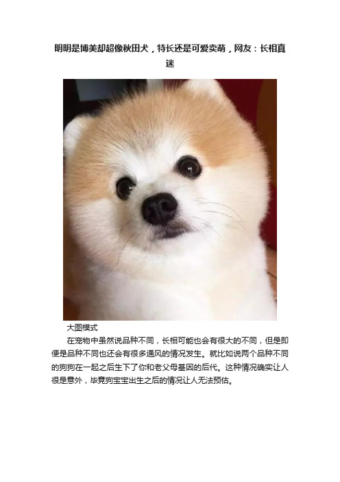 明明是博美却超像秋田犬，特长还是可爱卖萌，网友：长相真迷