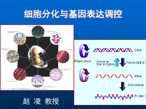 《细胞生物学》教学课件：第14章-细胞分化及调控