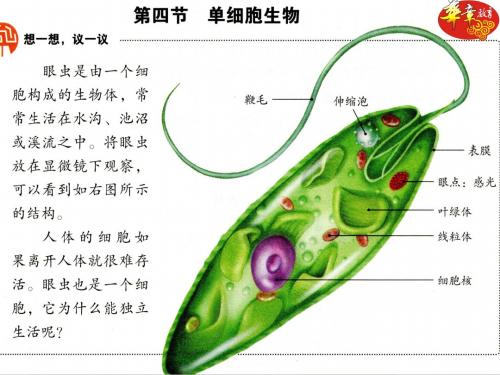 人教部编版七年级初一生物上册 第四节 单细胞生物