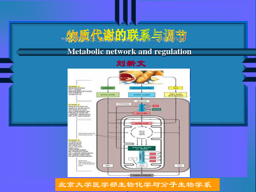 北大基础医学生物化学课件物质代谢的联系与调节