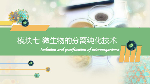 微生物的纯种分离技术—微生物的纯种分离技术