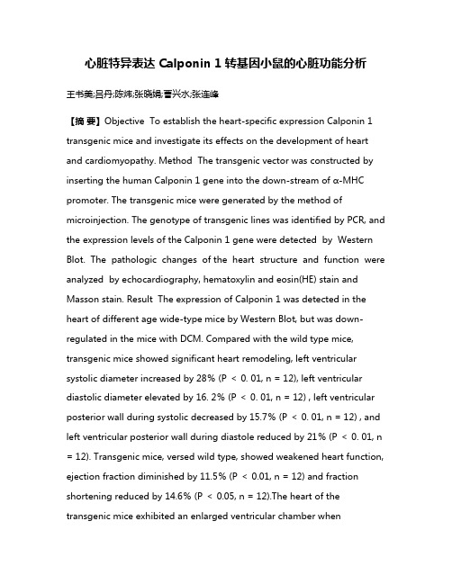 心脏特异表达Calponin 1转基因小鼠的心脏功能分析