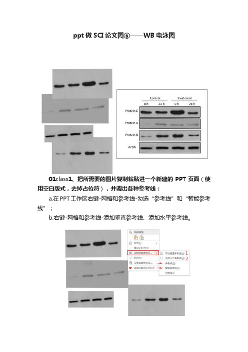 ppt做SCI论文图⑥——WB电泳图