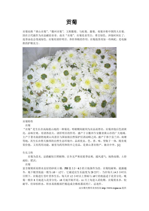 贡菊
