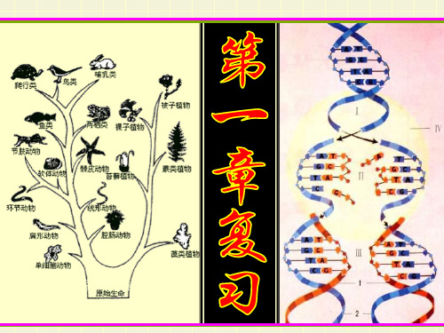 演化的自然-复习
