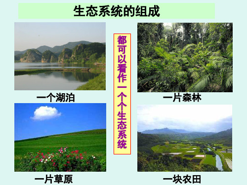 苏教版八年级上册生物课件：7.19.1生态系统的组成 课件