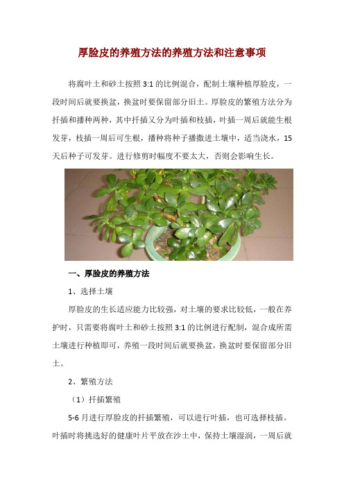 厚脸皮的养殖方法的养殖方法和注意事项