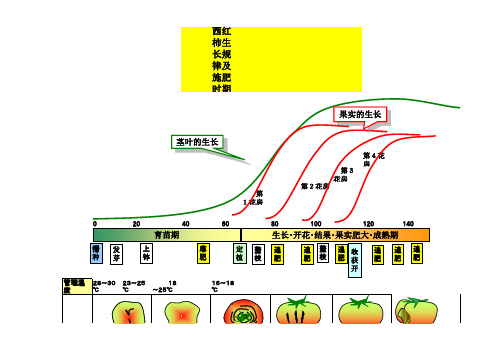 西红柿生长规律及施肥规律