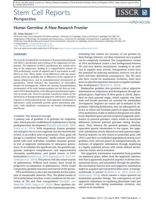 Human Germline  A New Research Frontier