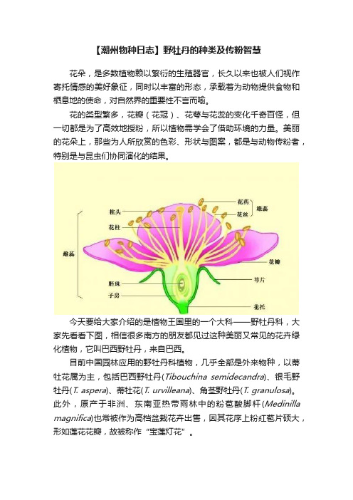 【潮州物种日志】野牡丹的种类及传粉智慧