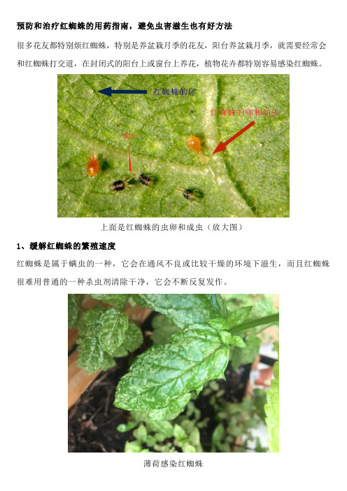 预防和治疗红蜘蛛的用药指南,避免虫害滋生也有好方法