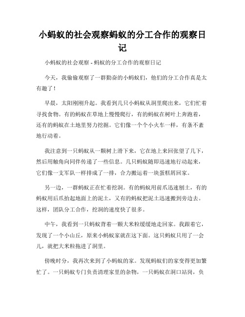 小学三年级作文小蚂蚁的社会观察蚂蚁的分工合作的观察日记