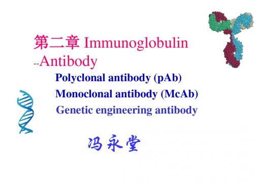 010第2章免疫球蛋白精品文档