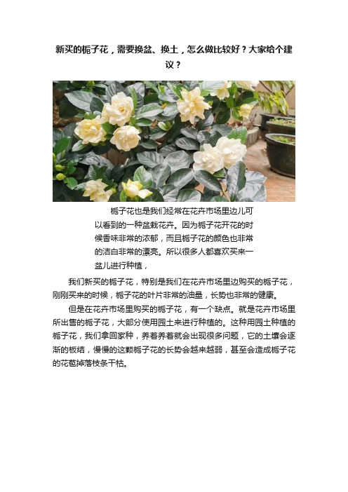 新买的栀子花，需要换盆、换土，怎么做比较好？大家给个建议？