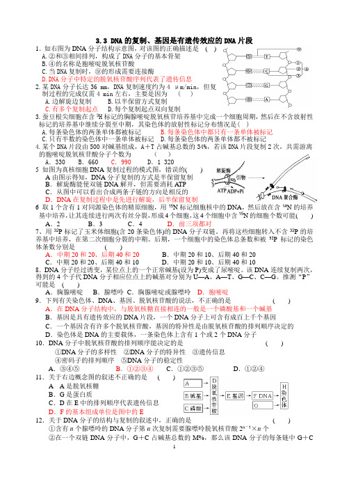 3.3 DNA的复制、基因是有遗传效应的DNA片段