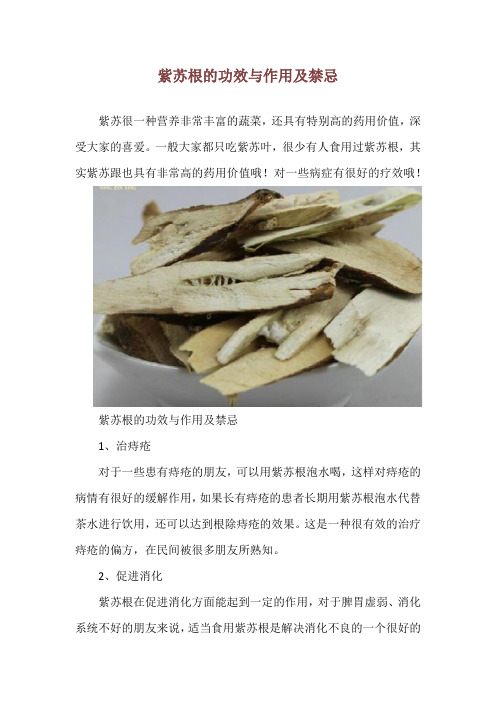 紫苏根的功效与作用及禁忌