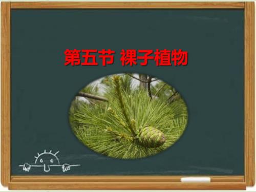 冀少版七年级生物上册《裸子植物》课件