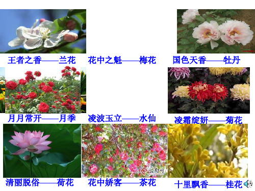 苏教版初中生物七年级上册 3.5.5 植物的开花和结果 课件(共23张PPT)