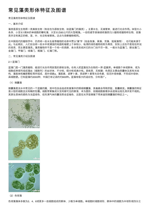 常见藻类形体特征及图谱