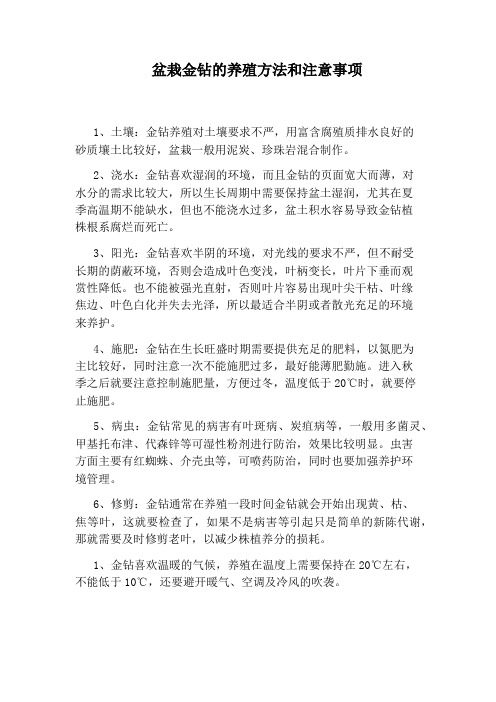 盆栽金钻的养殖方法和注意事项