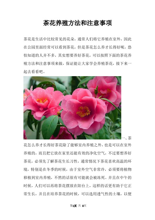 茶花养殖方法和注意事项