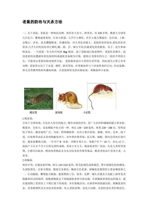 老鼠的防治与灭杀方法