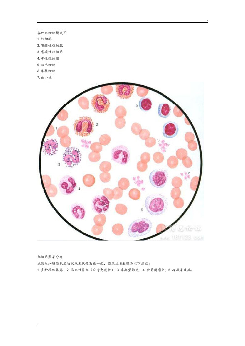 各种血细胞模式图 (2)