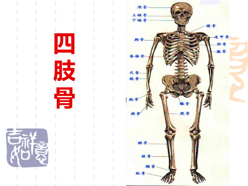 人体解剖生理学 运动系统 第一节 骨(4、四肢骨)