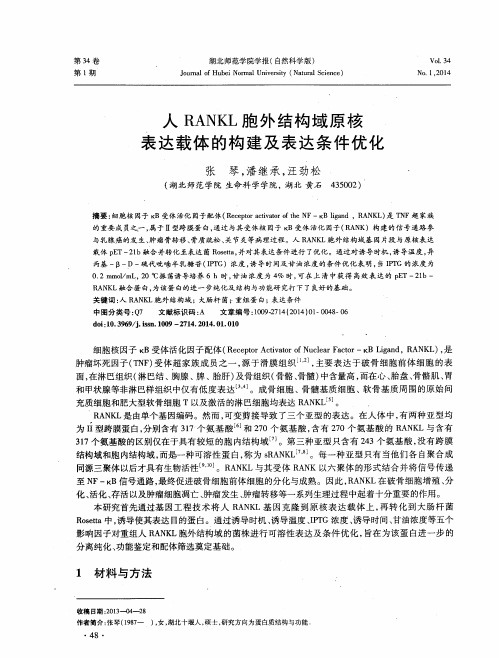 人 RANKL 胞外结构域原核表达载体的构建及表达条件优化