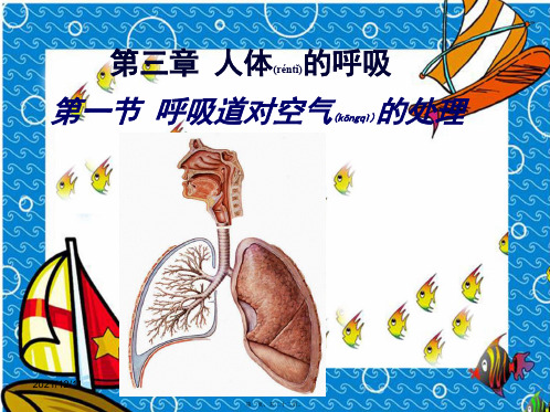 七年级生物下册第四单元第三章第一节呼吸道对空气的处理初中七年级下册生物_3