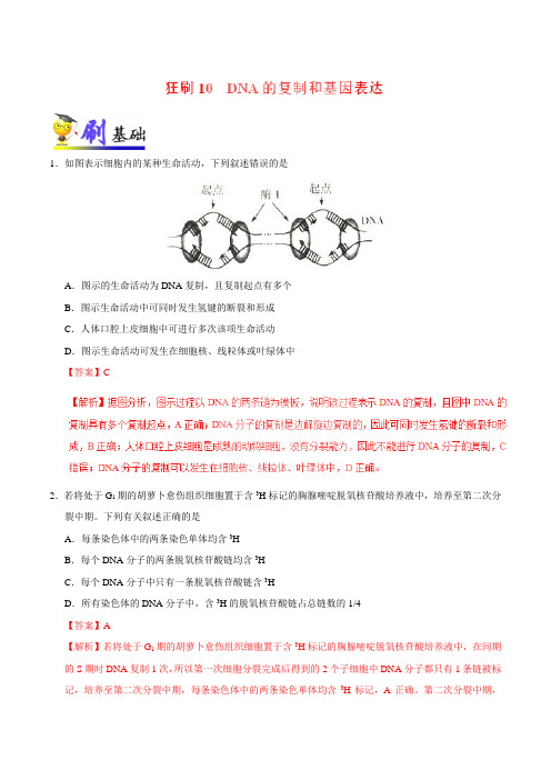2019届二轮复习 狂刷10 DNA的复制和基因表达 作业(适用全国)