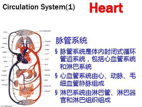 脉管系统 脉管系统是体内封闭式循环管道系统,包括心血管系统和淋巴系统心血管系统由心、动脉、毛细血管静