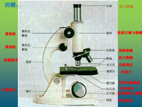 人教版七年级生物上册第二单元1.1《练习和使用显微镜》第二课时课件(共21张PPT)