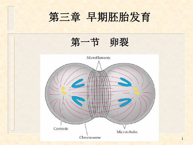 2013第三章 卵裂与囊胚