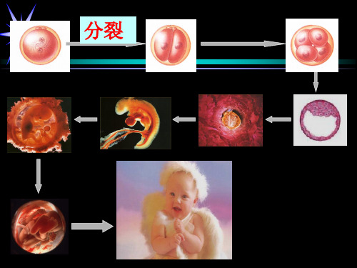 6.2细胞分化共36张PPT