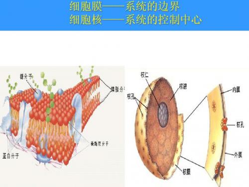 细胞膜——系统的边界   细胞核——系统的控制中心