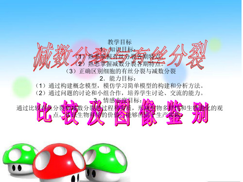 《减数分裂与有丝分裂比较及图像鉴别》课件