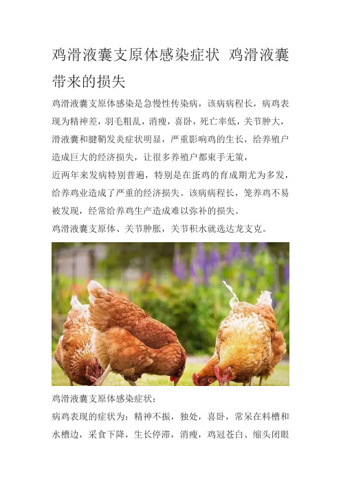 鸡滑液囊支原体感染症状 鸡滑液囊带来的损失